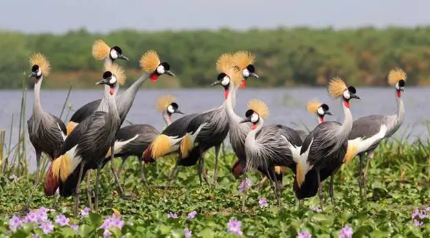 crested crane