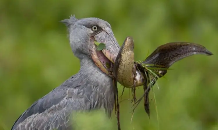shoebill